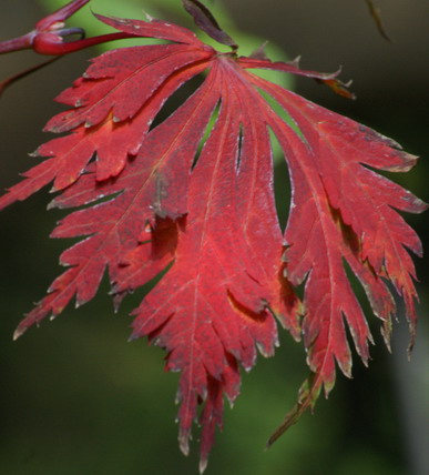 Acer japonicum, Japanischer Ahorn